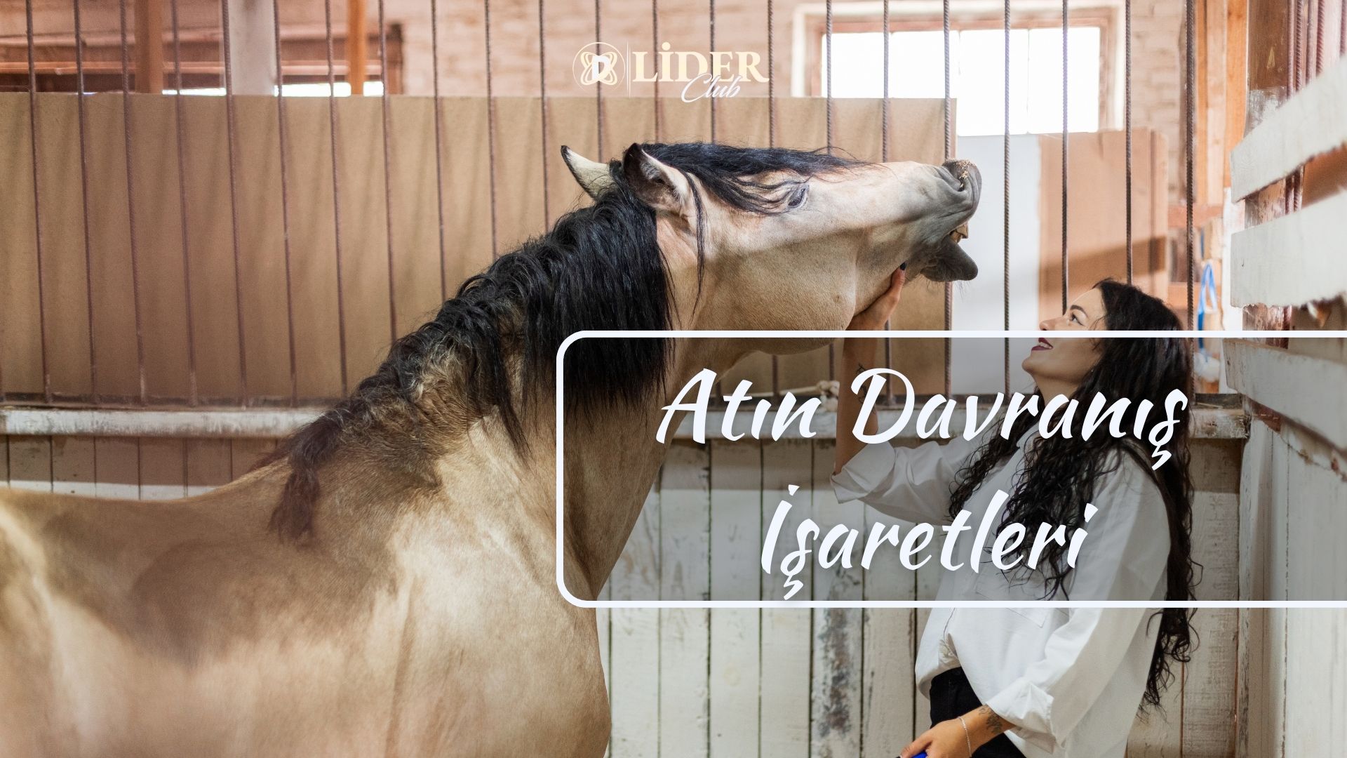 Atın Davranış İşaretleri: Kulak, Kuyruk ve Tüm Beden Dili