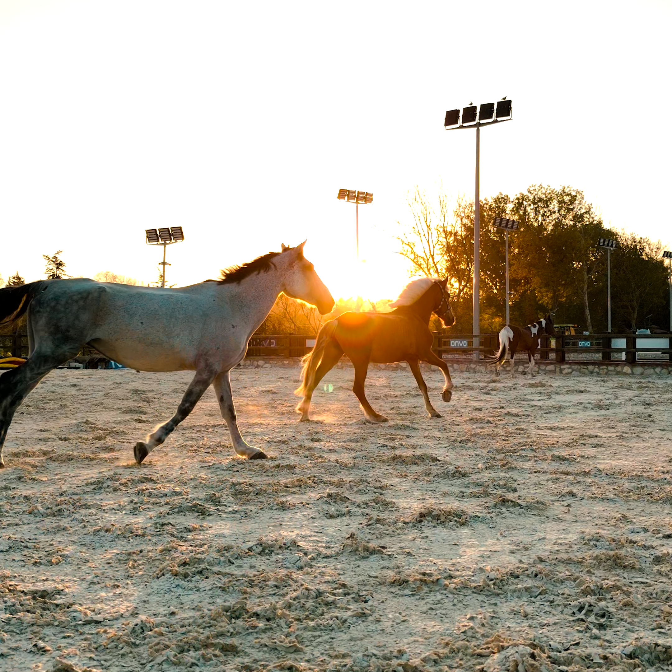 Binicilik Sporuna Başlamak İçin En Doğru Zaman Ne Zaman?